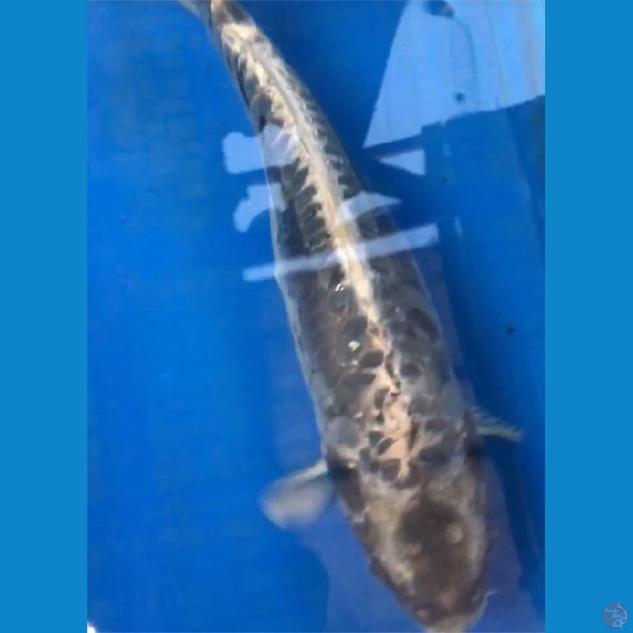 BLACK KOSHUI 35cm