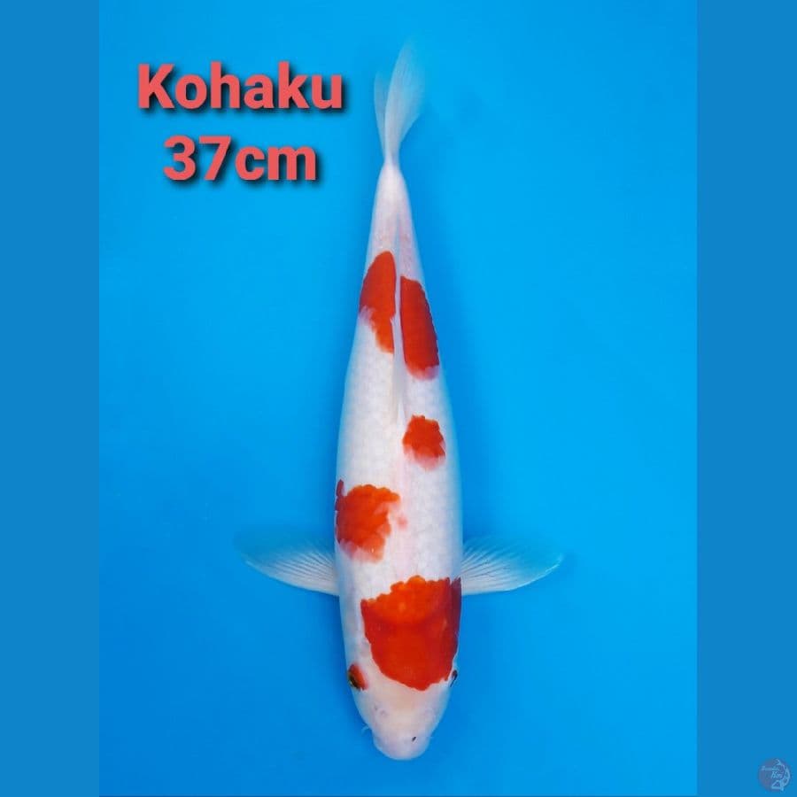 STRONG RED KOHAKU 37CM