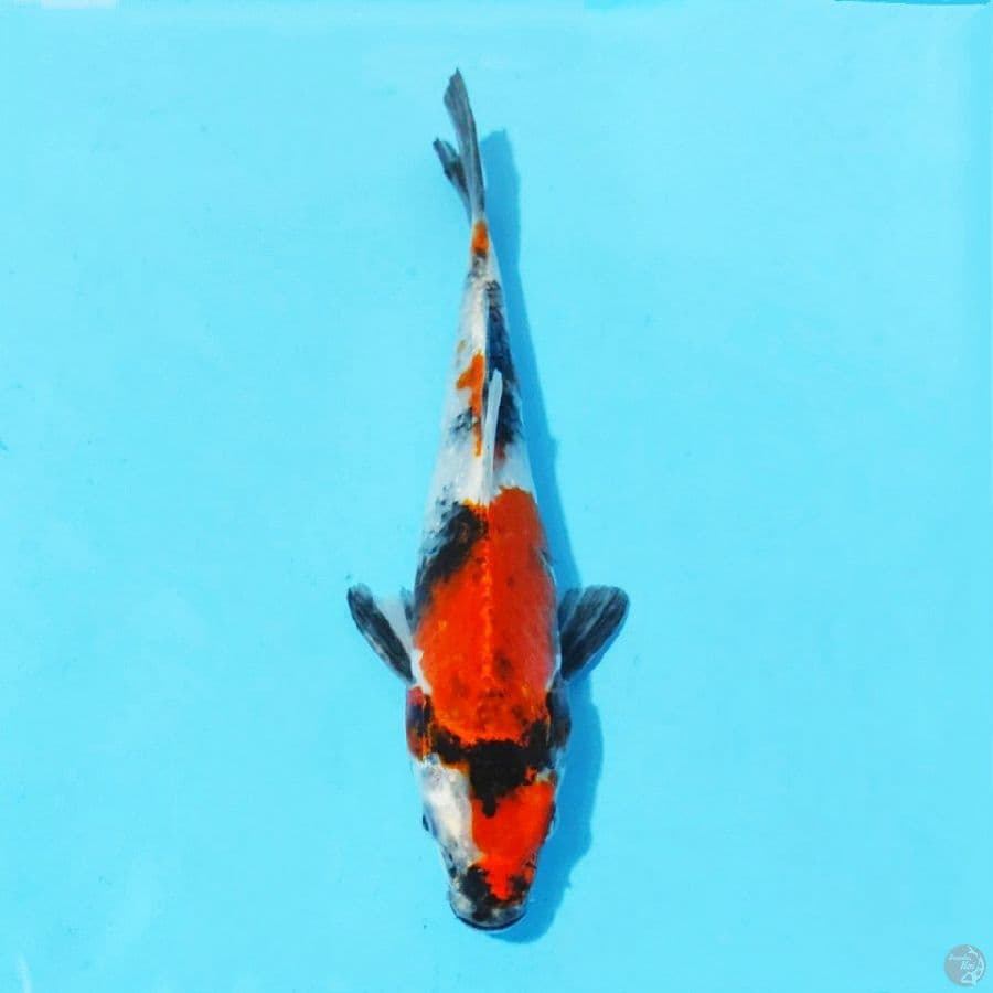 10. HIKARI SHOWA 20 CM FEMALE