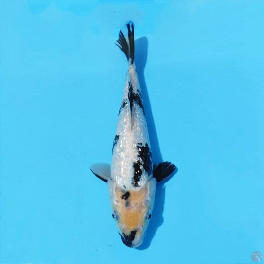 12. GINRIN SHIRO 25 CM FEMALE