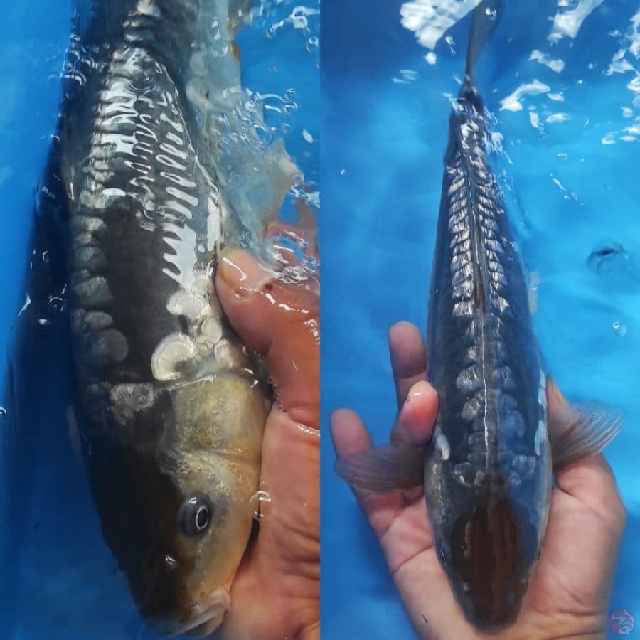 5. Tancho ARAGOKE ANTIK  //30CM 