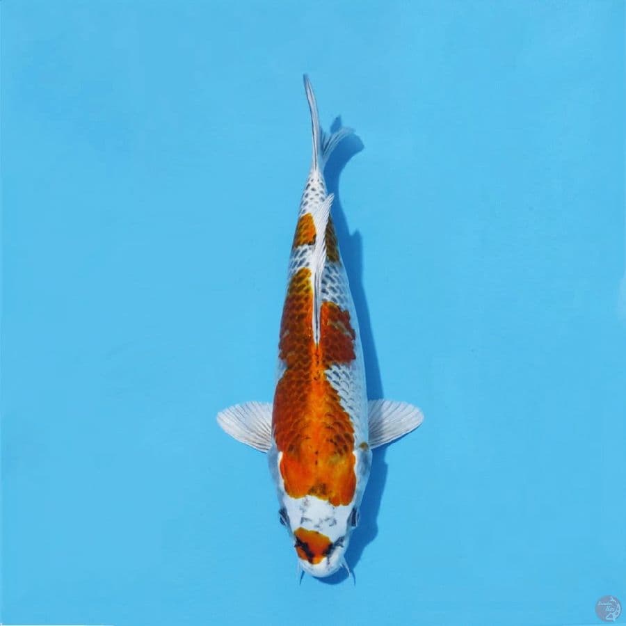 7.KUJAKU 30 CM FEMALE