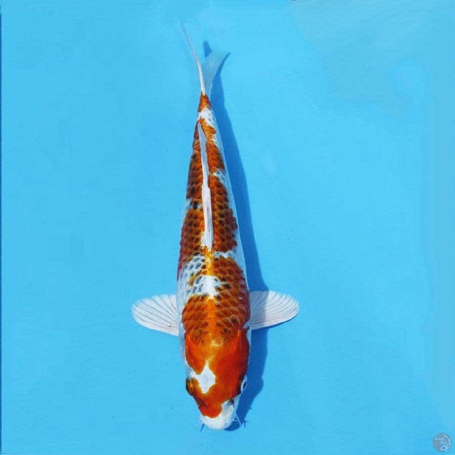 4. KUJAKU 29 CM FEMALE