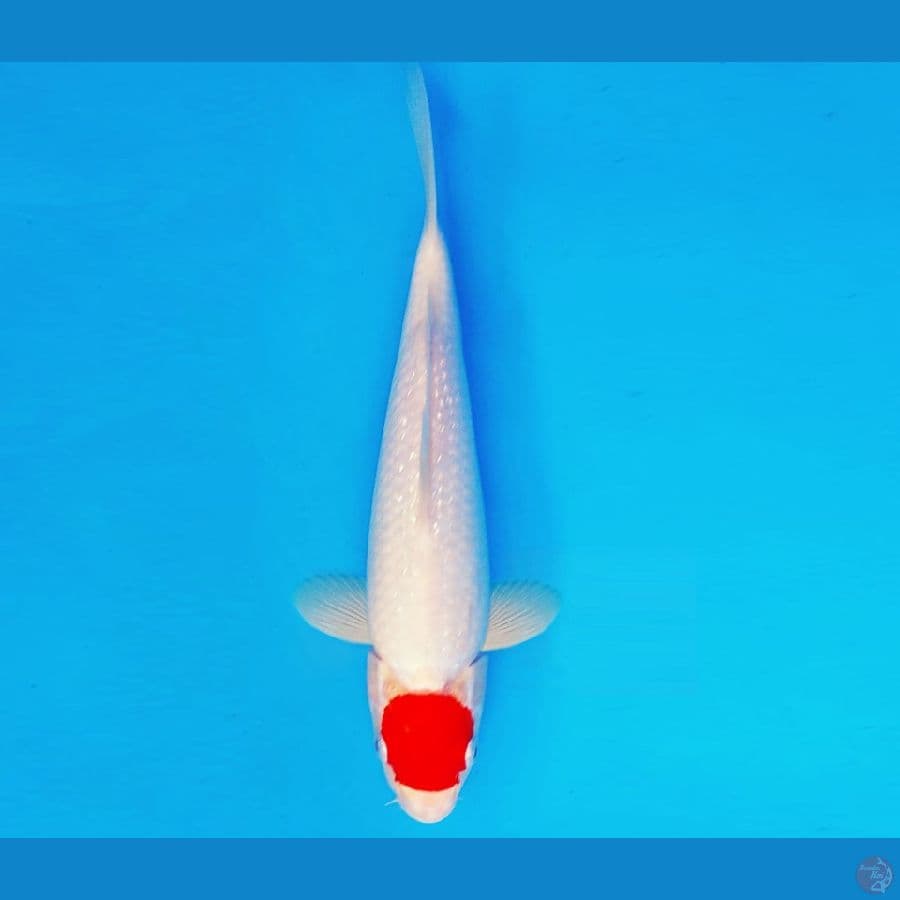 IKEBANA 9 - TANCHO 26 cm/fm ®