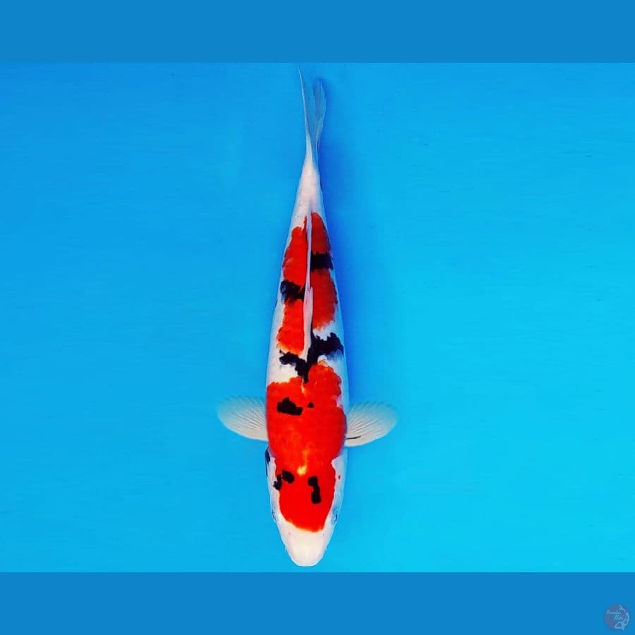 IKEBANA 10 - SANKE 32 cm/male ®