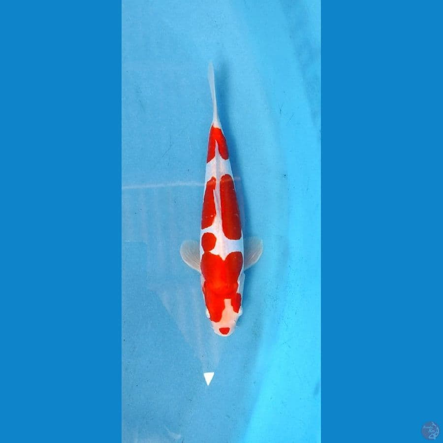 doitsu kohaku _ 23 cm . original
