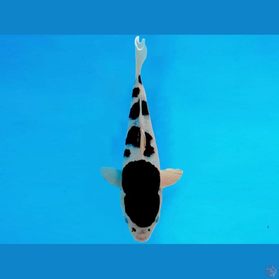 BUDO GOROMO 30cm/Female
