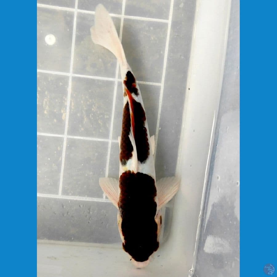 GOROMO 3 STEP 29cm/Male