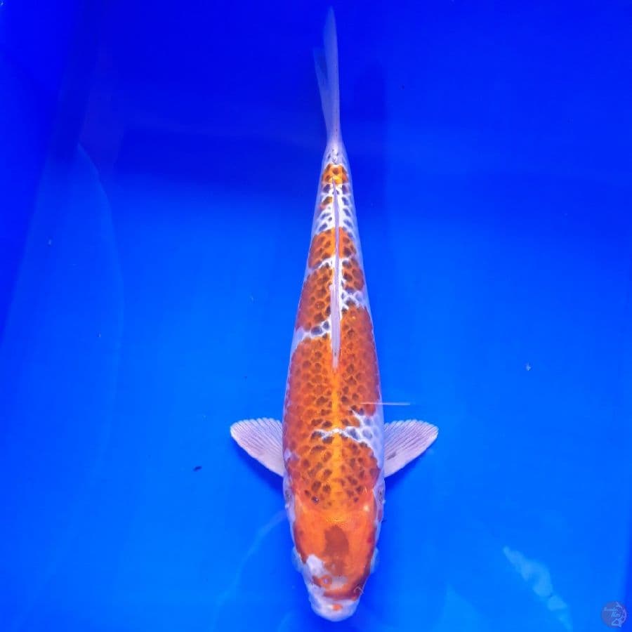 Kujaku 33cm
