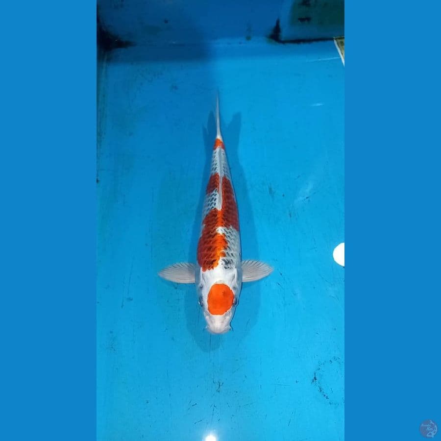 Kujaku 32cm