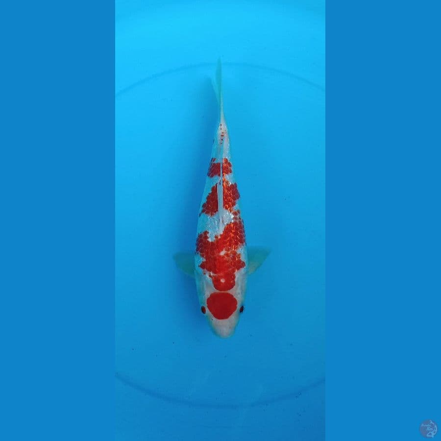 01. •Maruten Kohaku Kanoko Gindrin // 30cm•