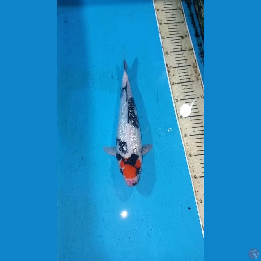 Tancho showa 35cm