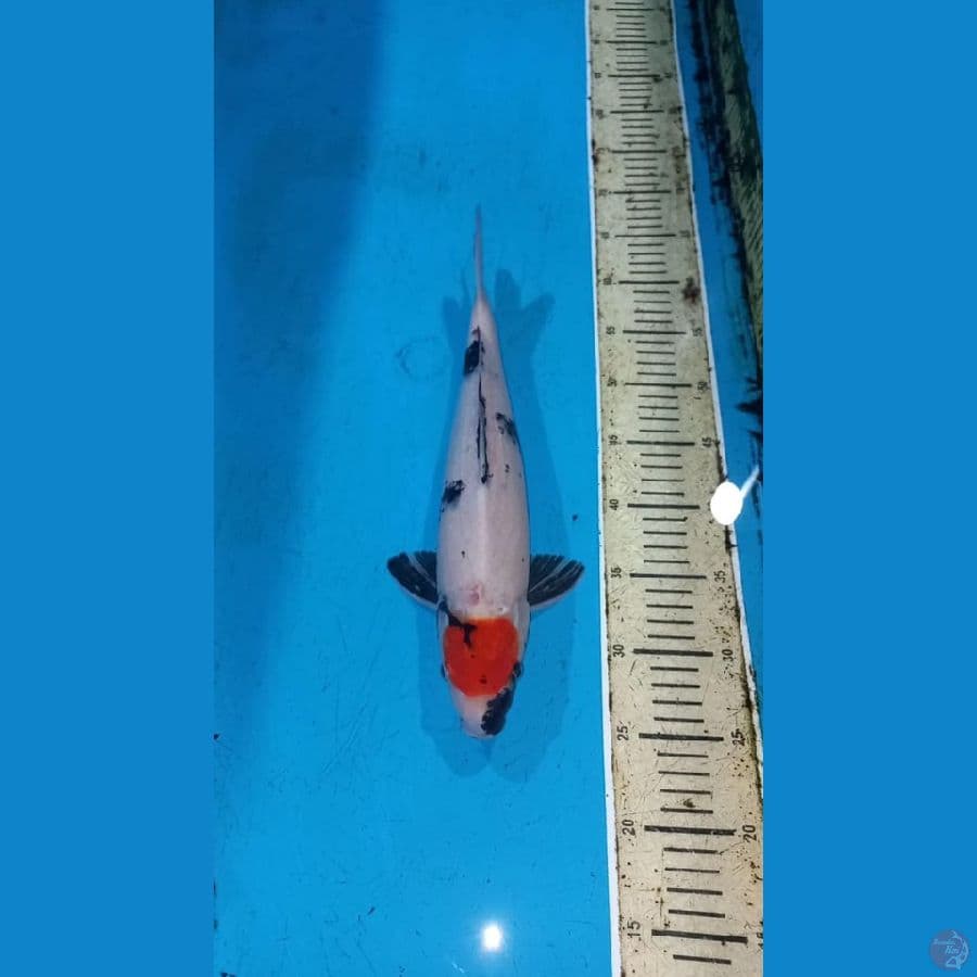 Tancho showa 38cm