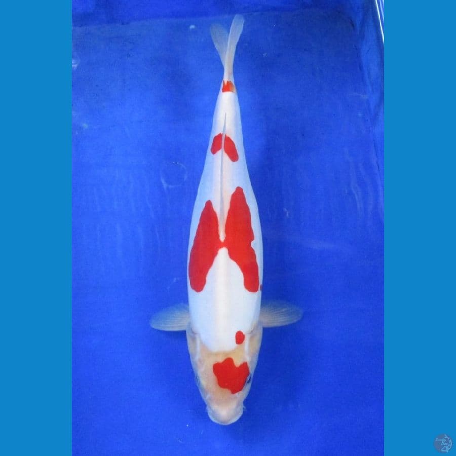 kohaku doitsu ±36cm