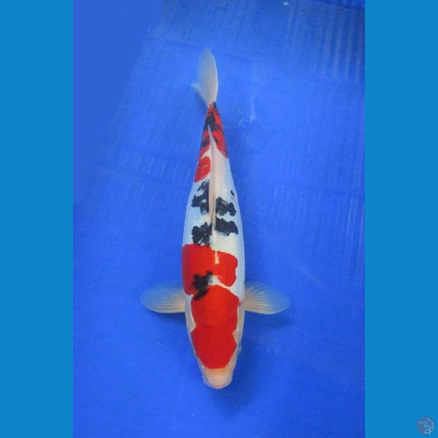 doitsu sanke ±32cm jantan