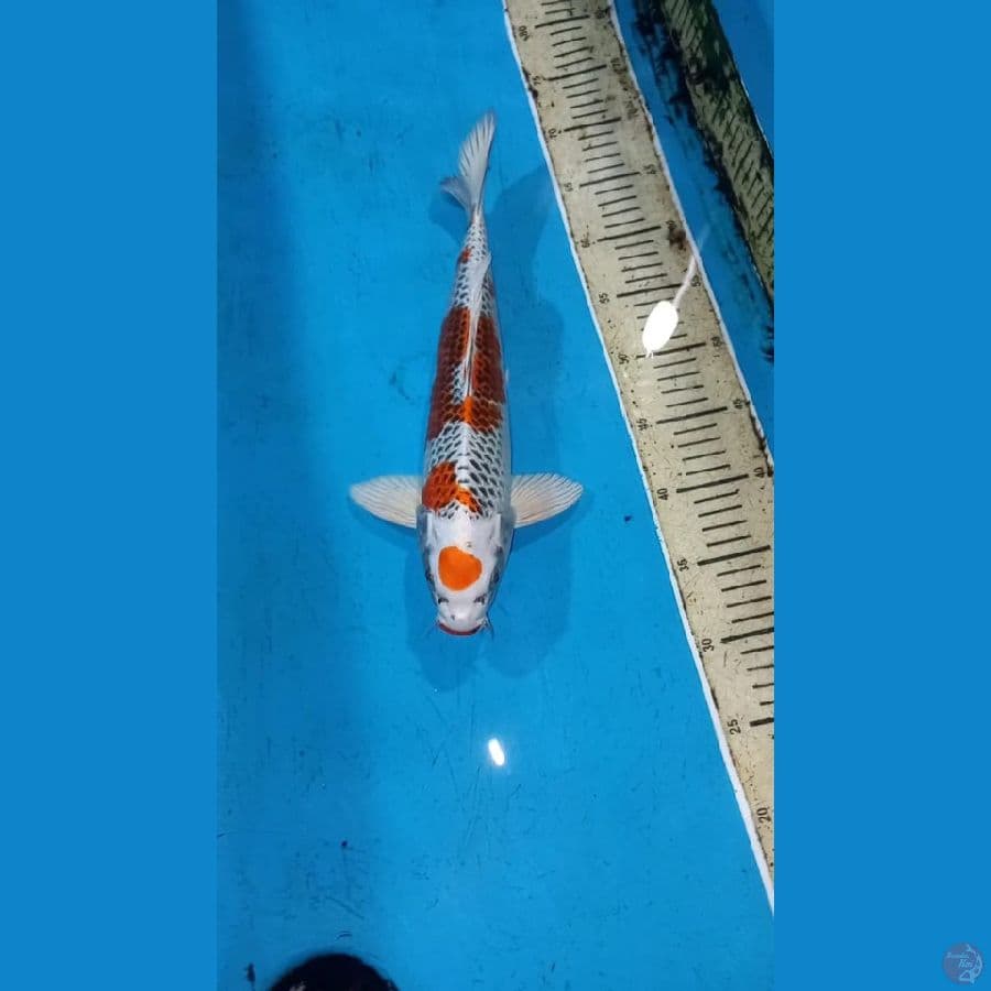 Kujaku 38cm