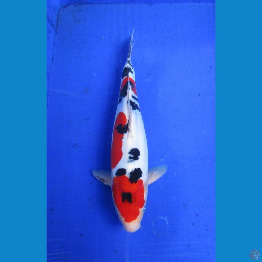 doitsu sanke ±32cm jantan