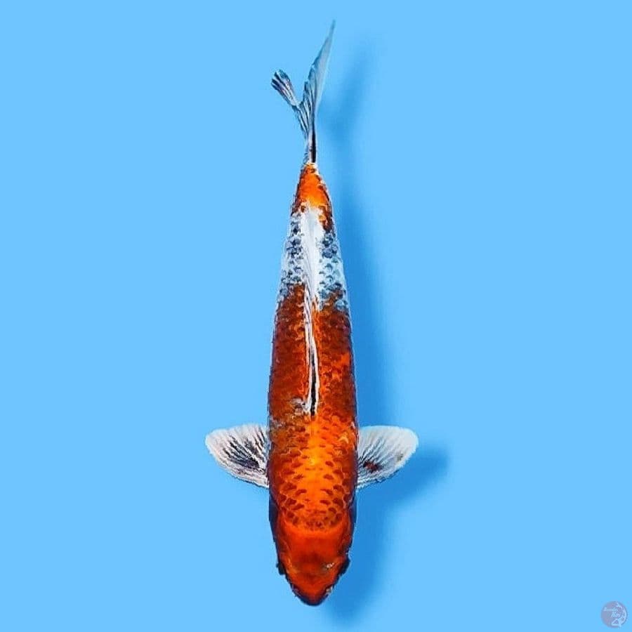 kinShowa 40CM Male