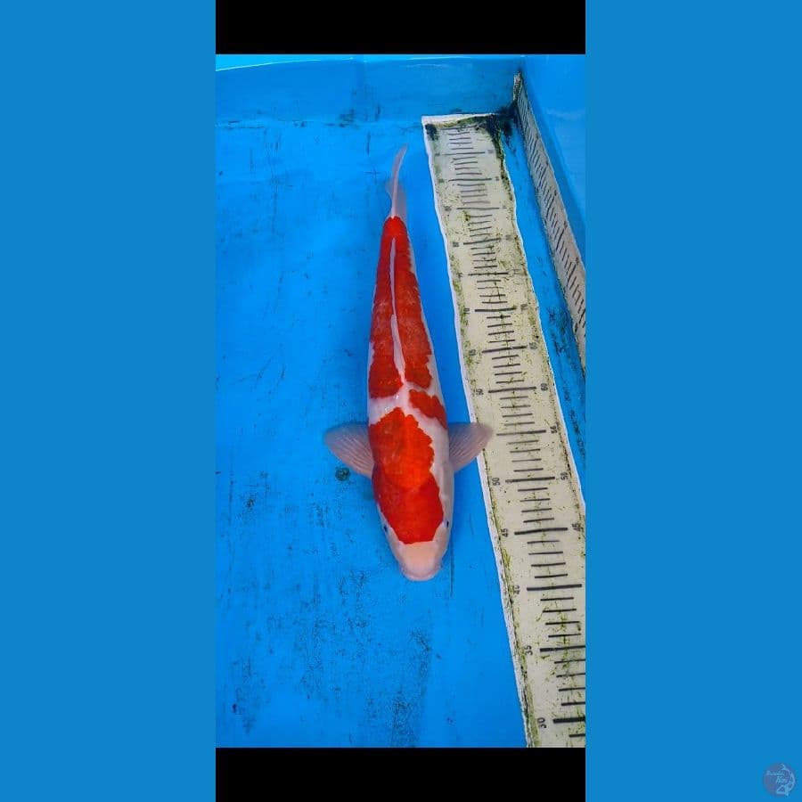 aigoromo....48cm... male