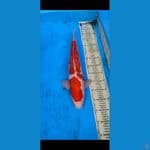 aigoromo....48cm... male