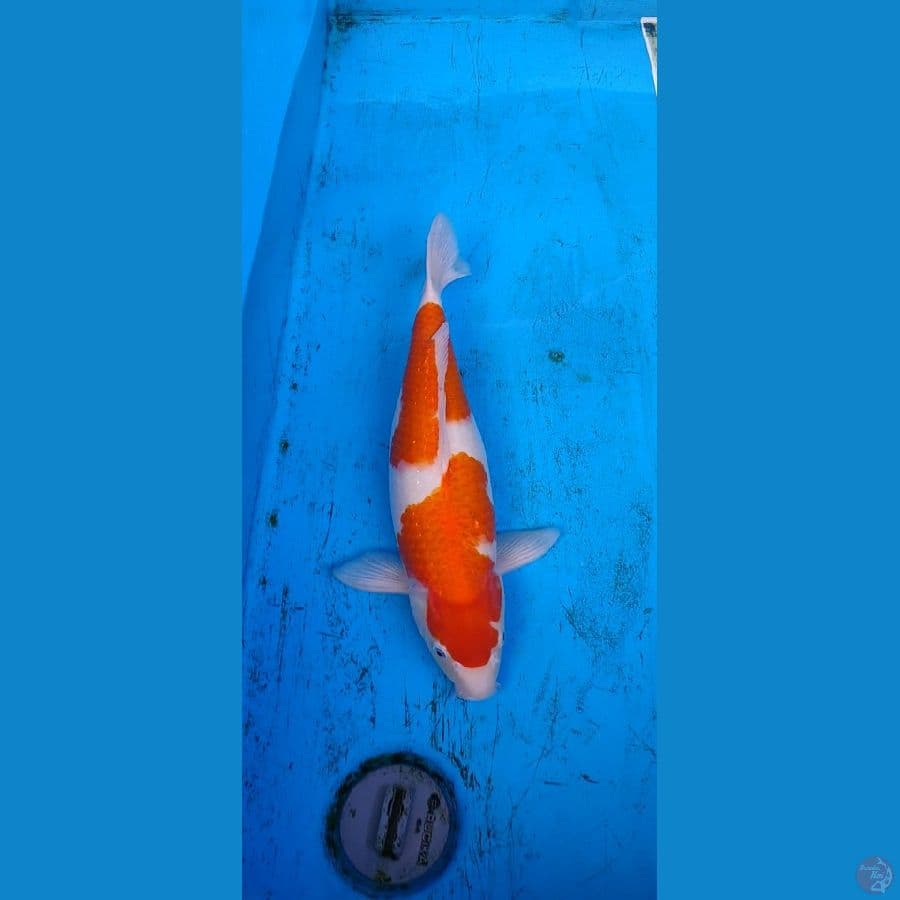 kohaku hamil.... 43cm