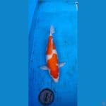 kohaku hamil.... 43cm