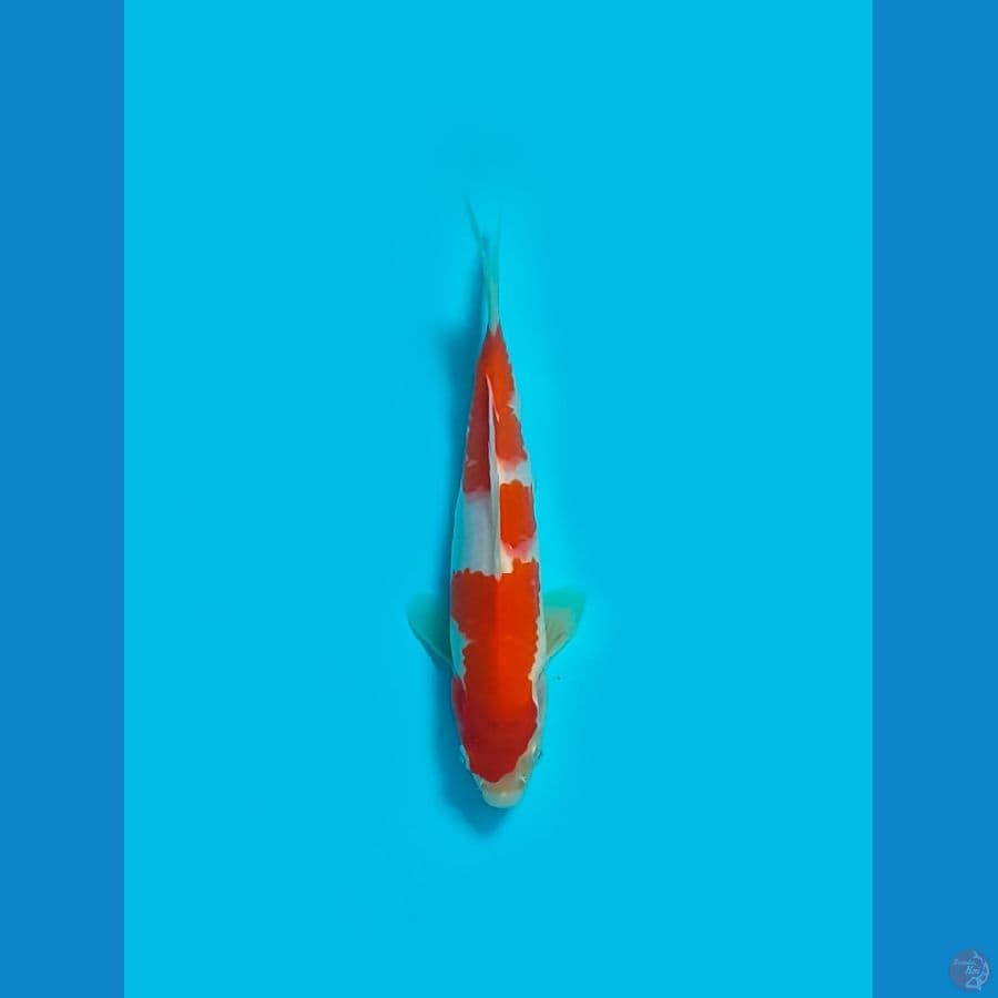 KOHAKU ORIGINAL M21