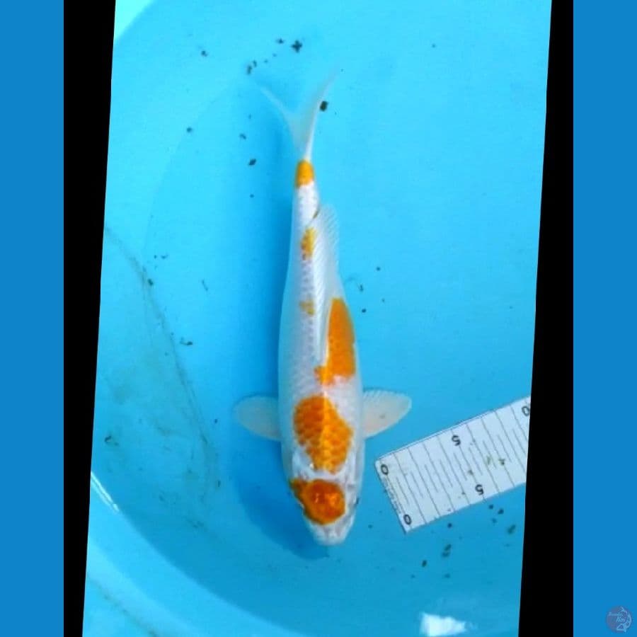 Maruten Hariwake 32 cm