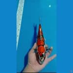 kiko f 28 cm