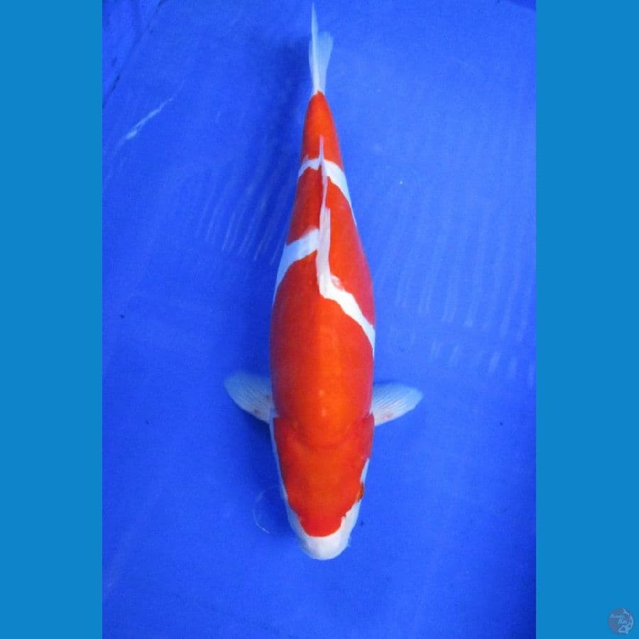 doitsu kohaku ±35cm