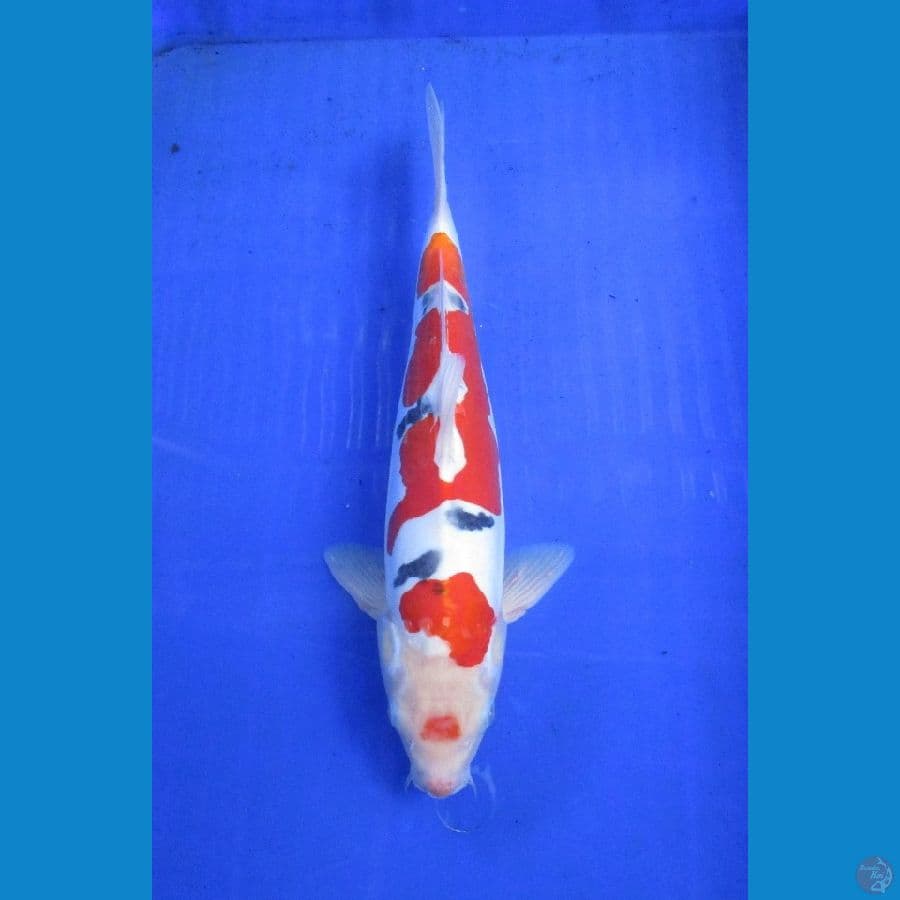 doitsu sanke ±32cm jantan