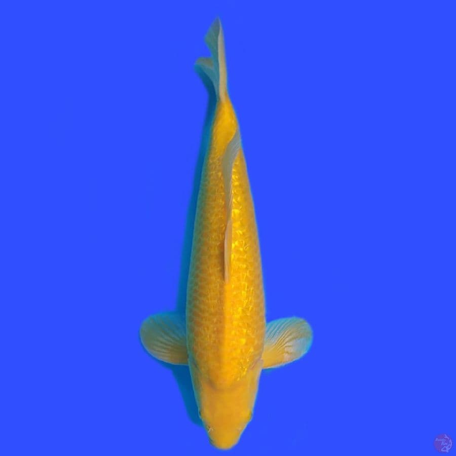 Karashi Ghindrin 46cm Male 
