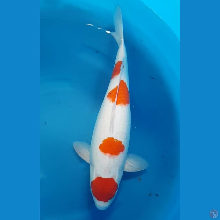 MARUTEN KOHAKU 55 BU