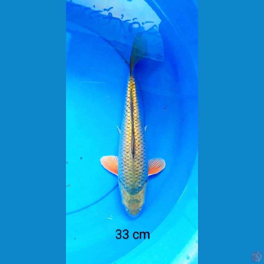 soragoi punuk ginrin 33 cm