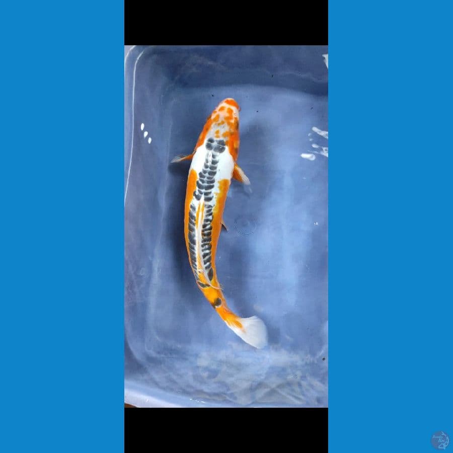 hanasusui 31cm