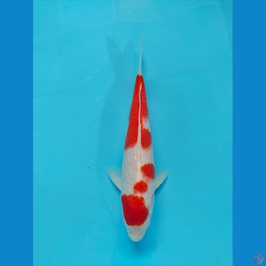 kohaku 28 cm