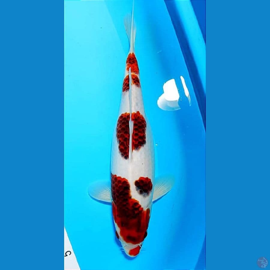 GOROMO 32CM