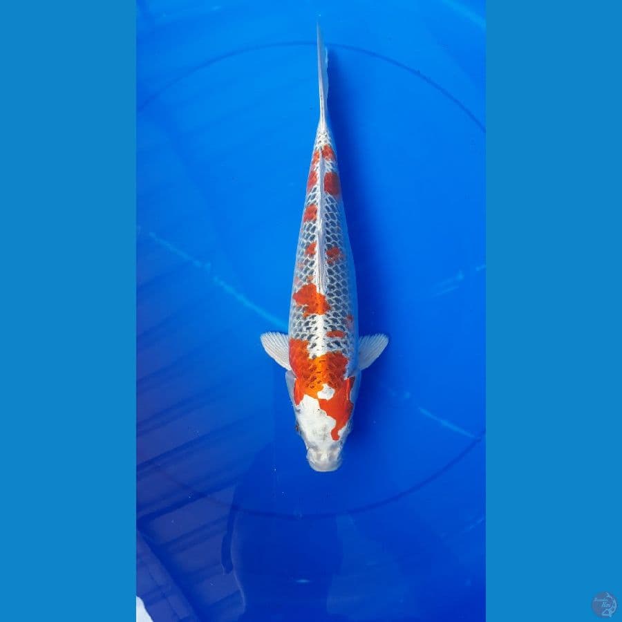 kujaku 35cm jantan