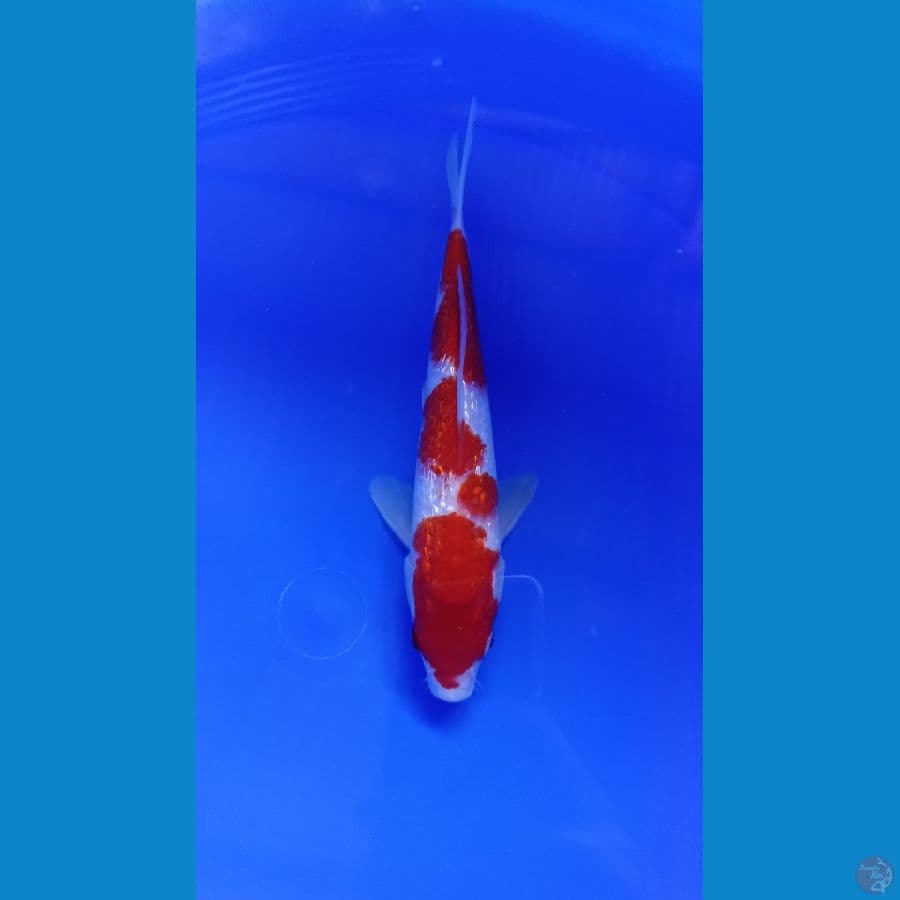 Kohaku ginrin 3 step ory