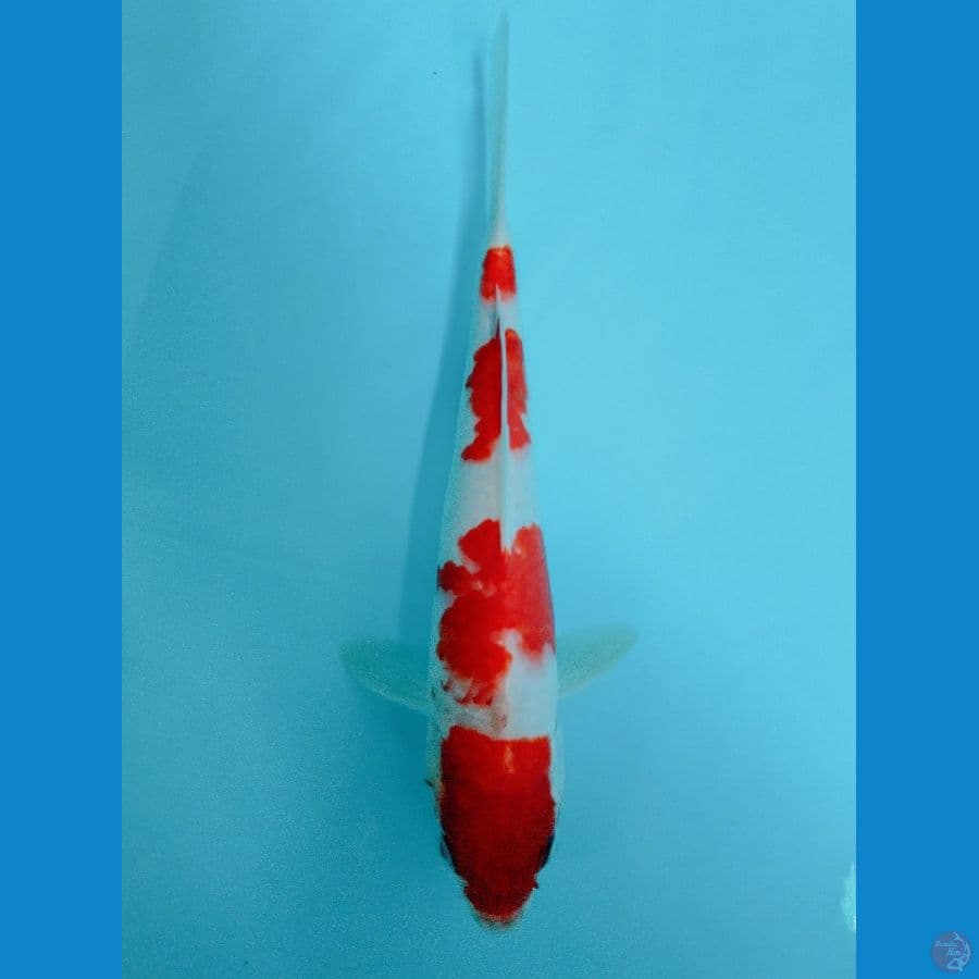 KOHAKU 27CM