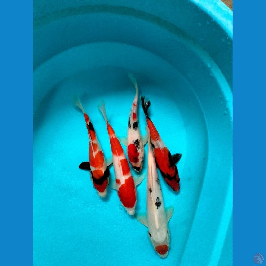 MIX KOI GOSANKE