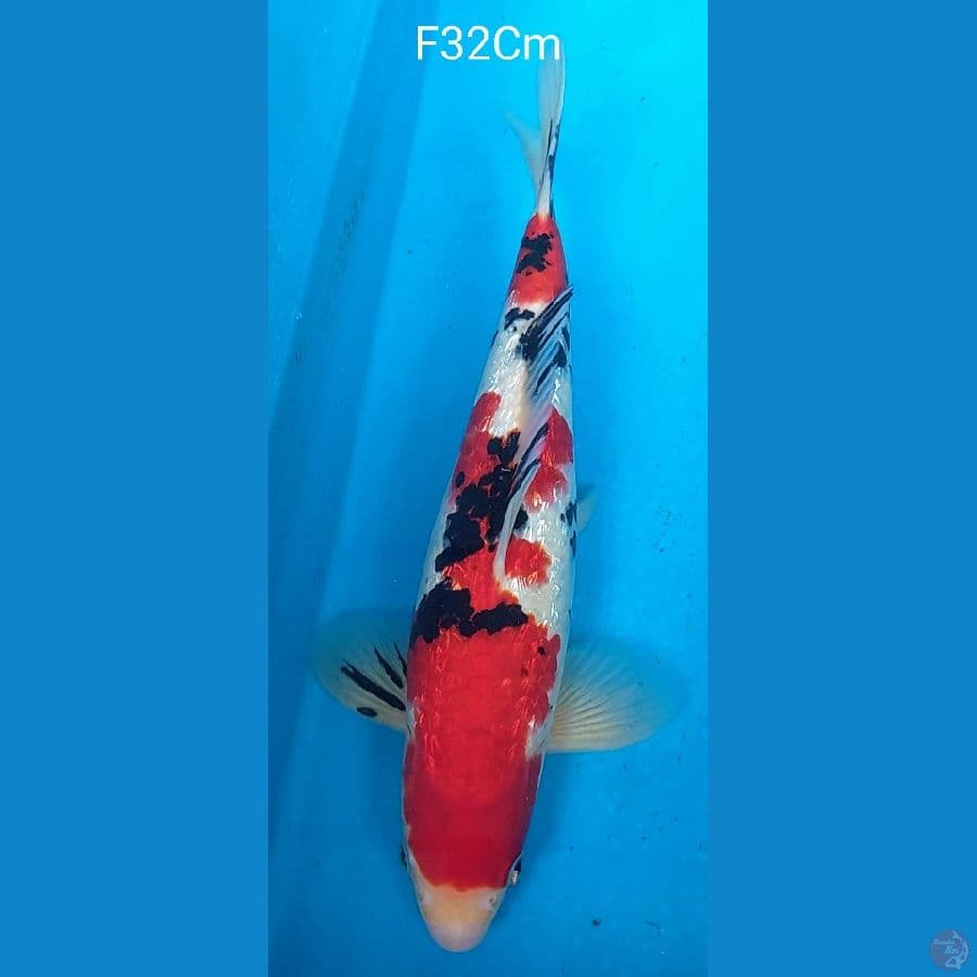 Sanke Ginrin F32Cm