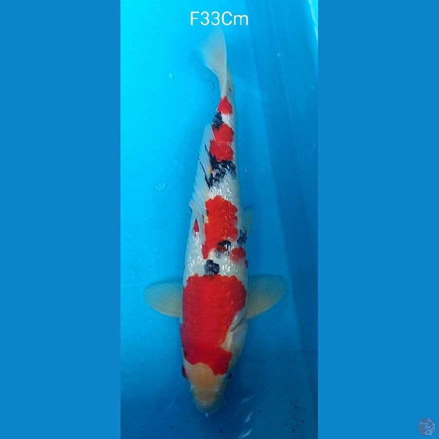 Sanke Ginrin F34Cm