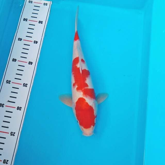 SANDAN KOHAKU