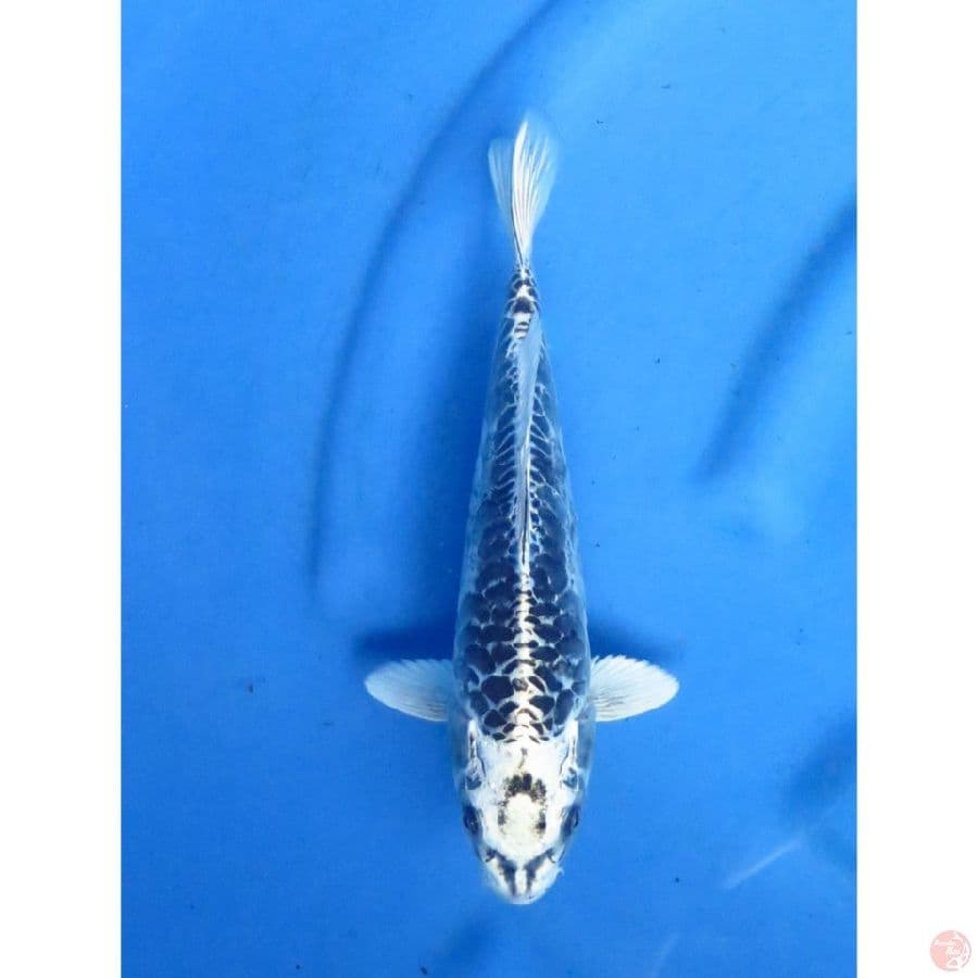Matsuba Aragoke - 26cm