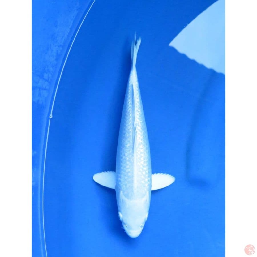 Platinum SQ - 29cm