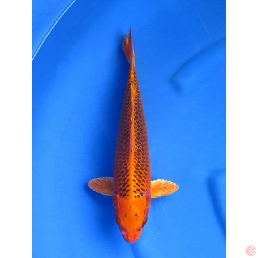 Kin Matsuba - 35cm