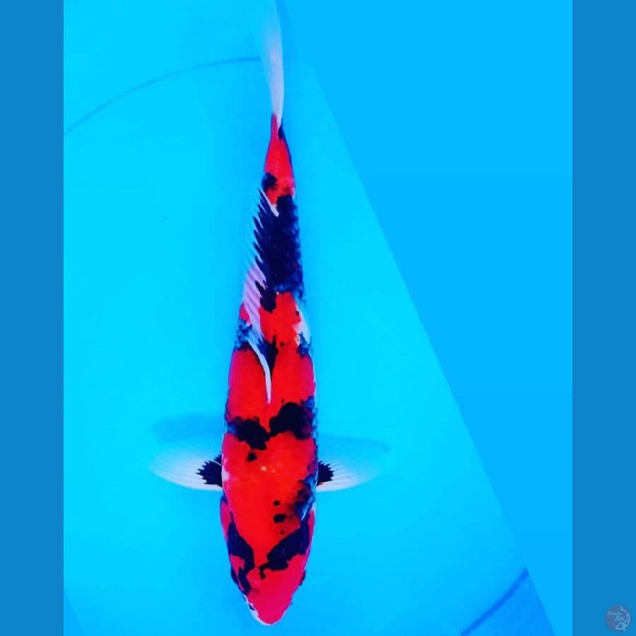 31 cm show super red