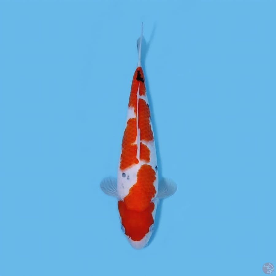 SANKE 34CM - FEEMALE