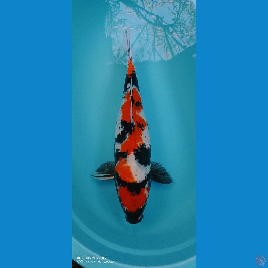 showa 60 cm F